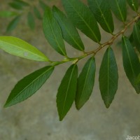 Rinorea decora (Trimen) Melch.